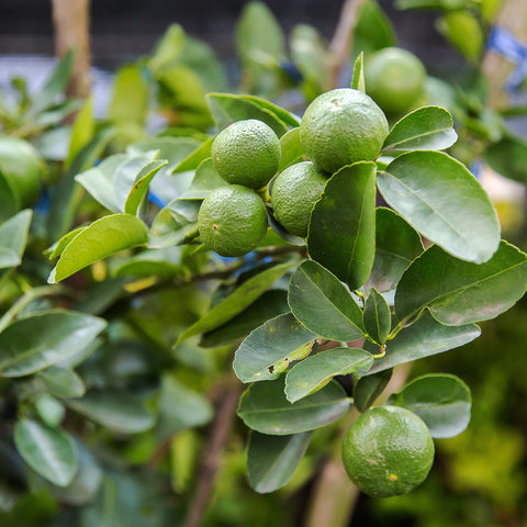 Thornless Key Lime Tree