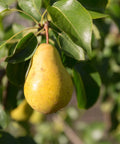 Kieffer Pear Tree