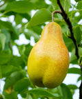 Kieffer Pear Tree