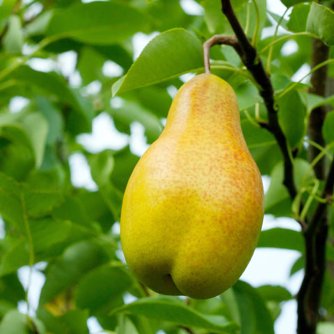 Kieffer Pear Tree