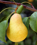 Kieffer Pear Tree