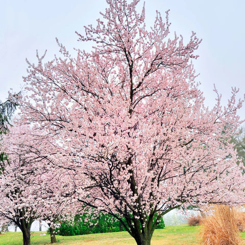 Krauter Vesuvius Purple-leaf Plum Tree