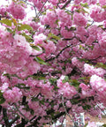 Kwanzan Flowering Cherry Tree