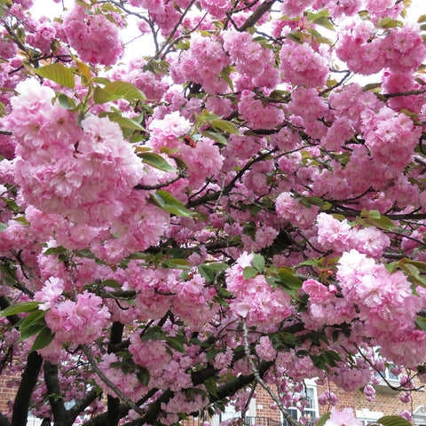 Kwanzan Flowering Cherry Tree