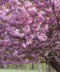 Kwanzan Flowering Cherry Tree