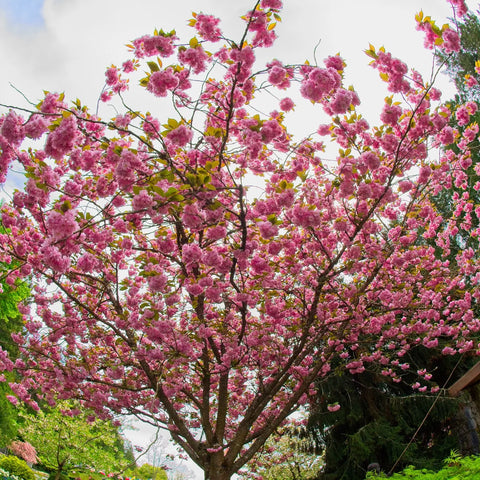 Kwanzan Flowering Cherry Tree