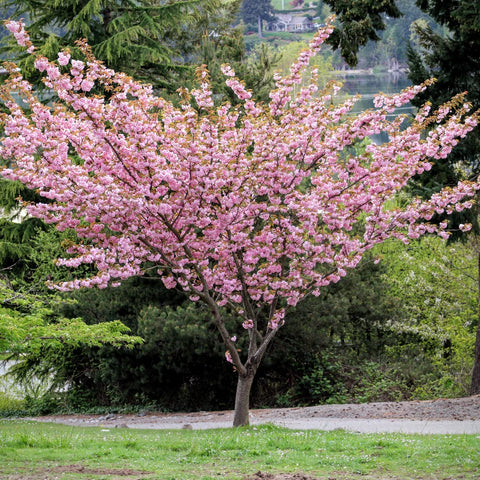 Kwanzan Flowering Cherry Tree