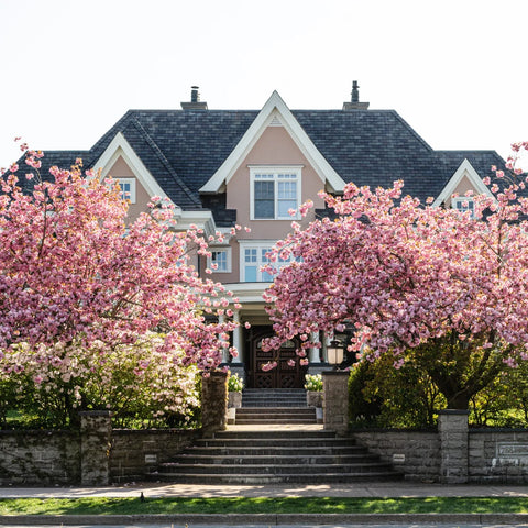 Kwanzan Flowering Cherry Tree