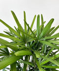 Lady Palm