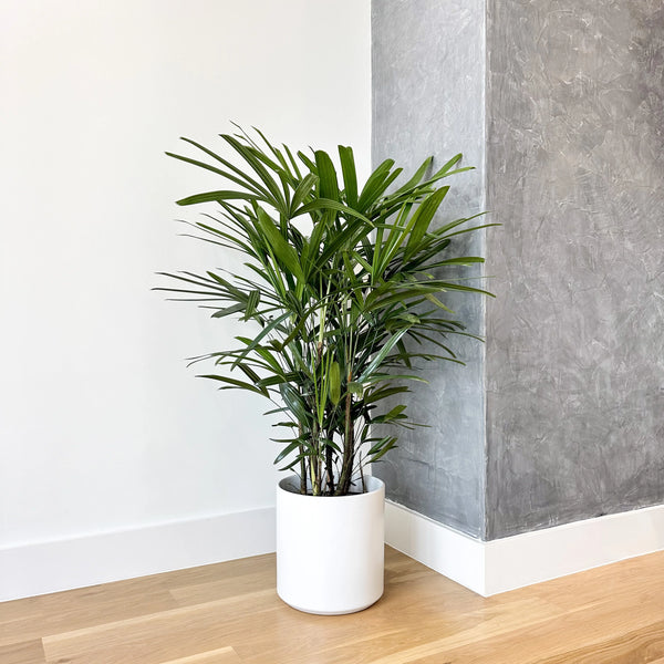 thin palm plant Lady Palm Plant