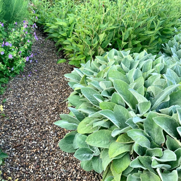 lamb's ear plant indoors Lamb's Ear: Deer Resistant Groundcover – Simply Trees