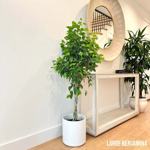 Benjamina Ficus