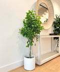 Benjamina Ficus