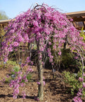 Lavender Twist Redbud Tree