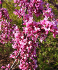 Lavender Twist Redbud Tree