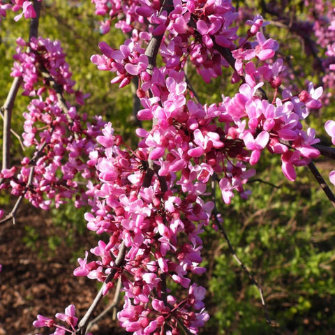 Lavender Twist Redbud Tree