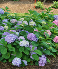 Let's Dance Sky View Hydrangea