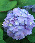Let's Dance Sky View Hydrangea