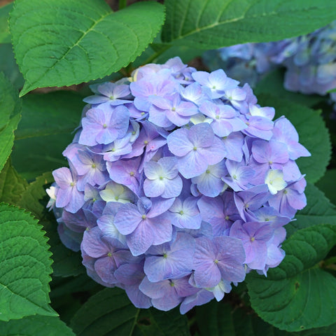 Let's Dance Sky View Hydrangea