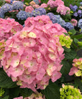 Let's Dance Sky View Hydrangea