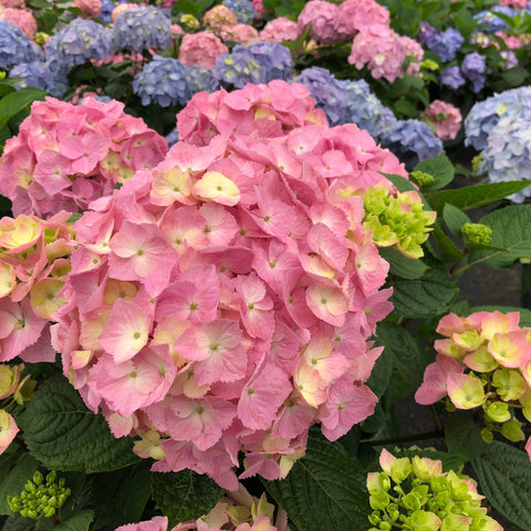 Let's Dance Sky View Hydrangea