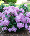 Let's Dance Sky View Hydrangea