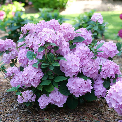 Let's Dance Sky View Hydrangea