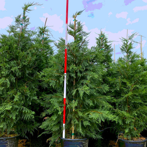 Leyland Cypress 15 gallon