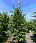 Leyland Cypress 15 gallon