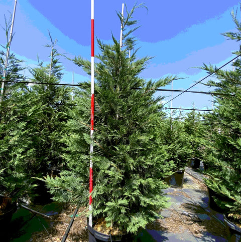 Leyland Cypress 15 gallon