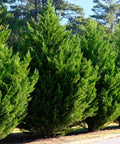 Leyland Cypress Tree