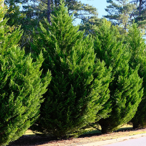 Leyland Cypress Tree