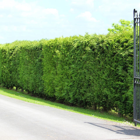 Leyland Cypress Tree