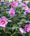 Lil Kim Violet Rose of Sharon