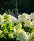 Limelight Hydrangea