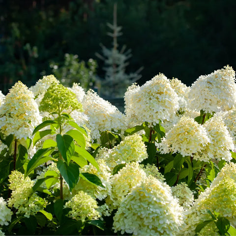 Limelight Hydrangea