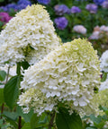 Limelight Hydrangea