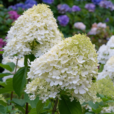 Limelight Hydrangea