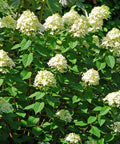 Limelight Hydrangea