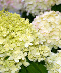 Limelight Hydrangea