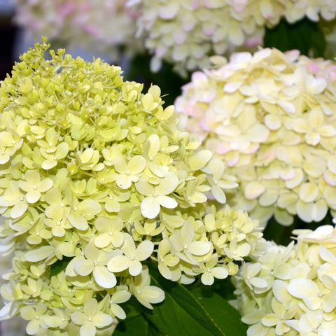 Limelight Hydrangea