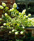 Limelight Hydrangea Tree