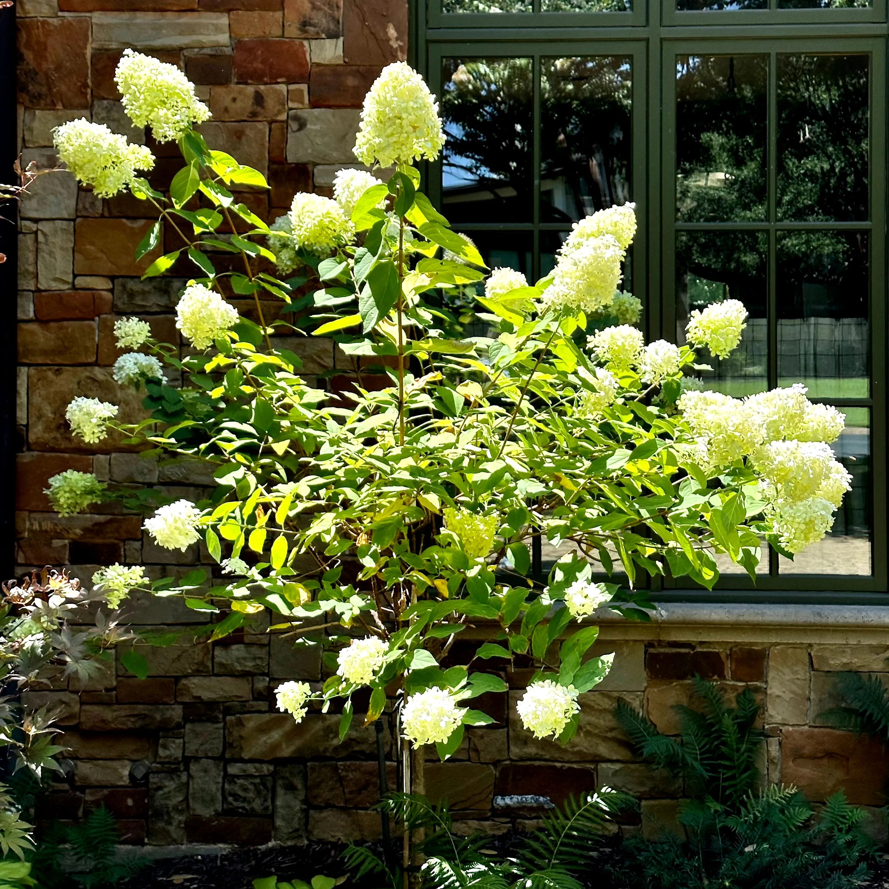 Limelight Hydrangea Tree | Popular White Flowering Hydrangea Tree ...