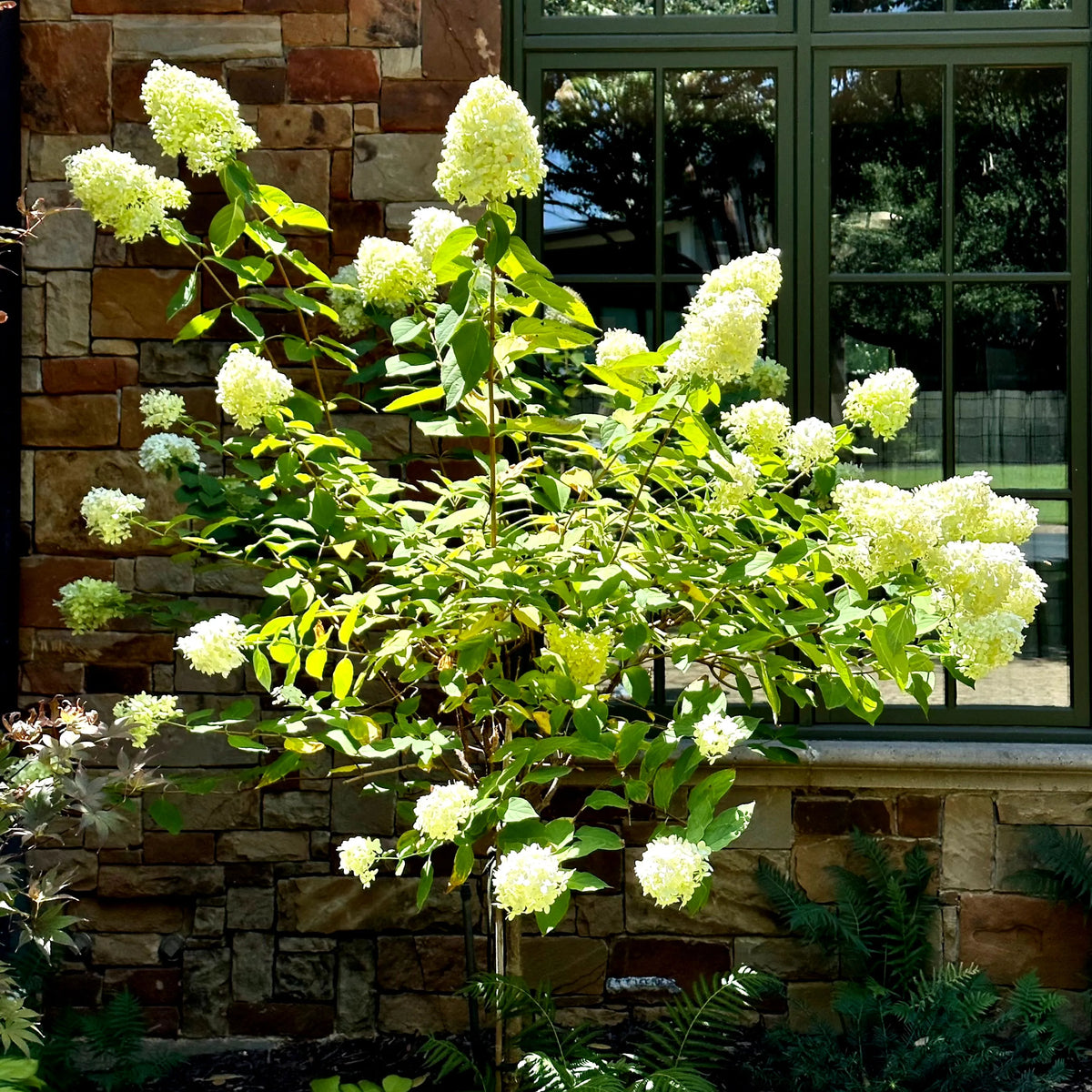 Hydrangea Line Light Tree Limelight Hydrangea Tree