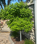 Limelight Hydrangea Tree