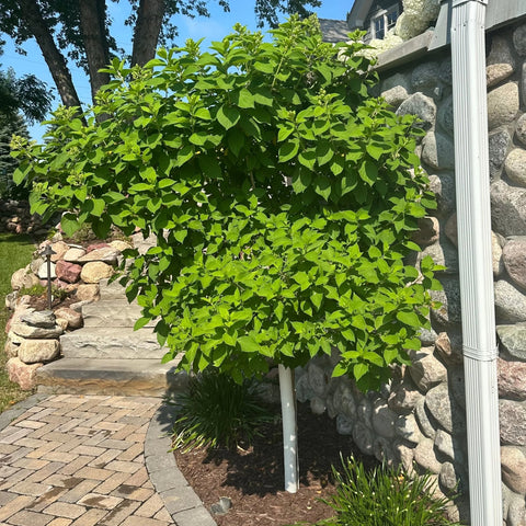 Limelight Hydrangea Tree