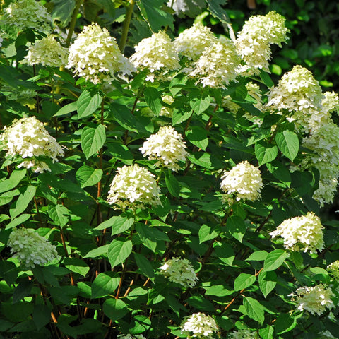 Limelight Hydrangea Tree