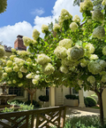 Limelight Hydrangea Tree