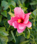 Lipstick Hibiscus Shrub