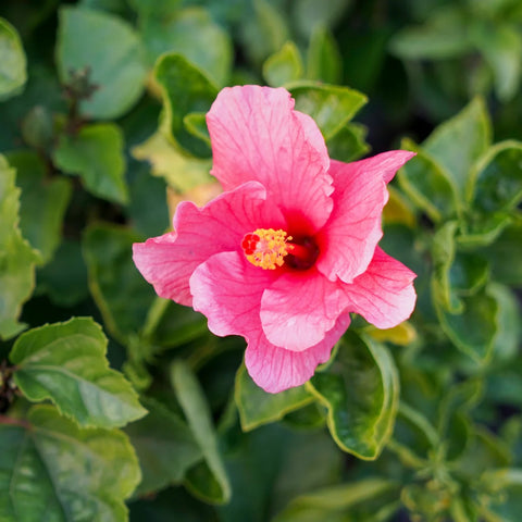 Lipstick Hibiscus Shrub